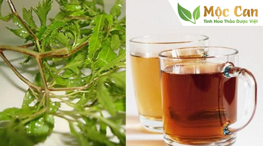 Tác dụng của củ đinh lăng không phải ai cũng biết 3